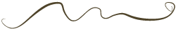 ricciolo-web-250